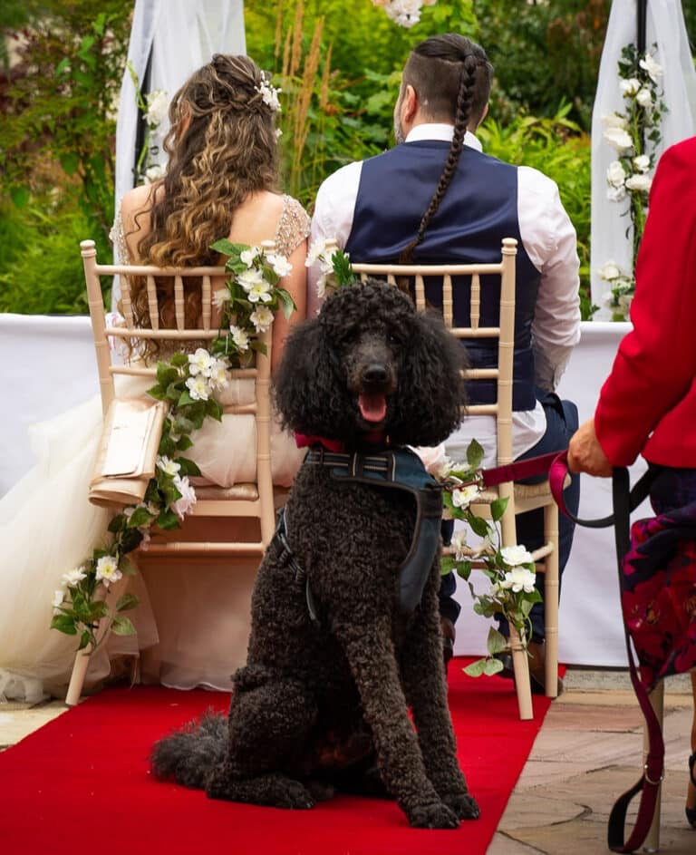 Black poodle sitting on the red carpet aisle behind a seated bride and groom at an outdoor ceremony at Roganstown Hotel