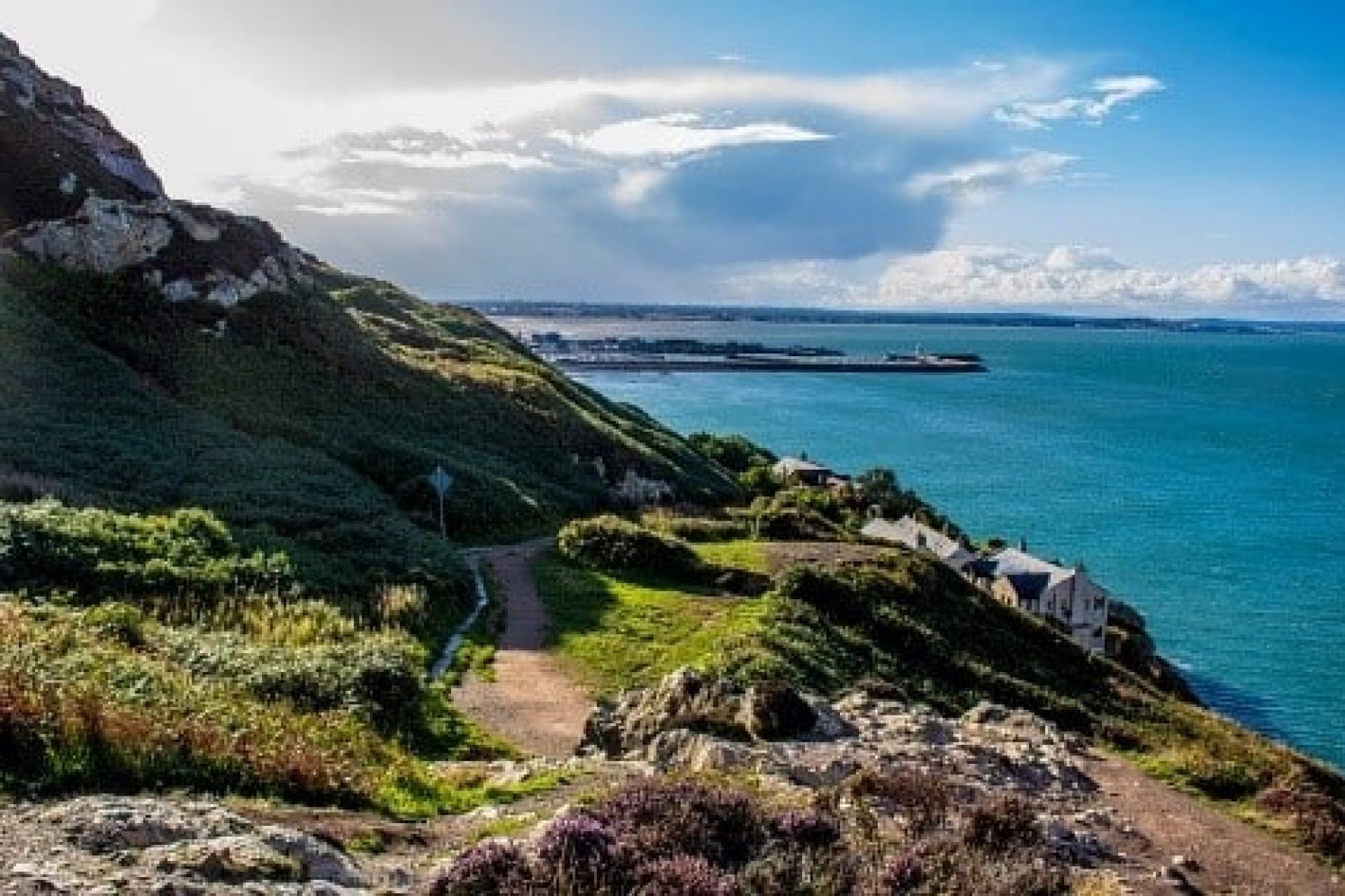 Wildlife - Howth Head